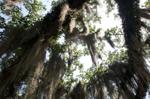 Spanish Moss