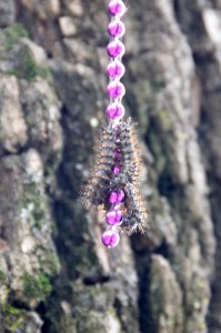 Caterpillars
