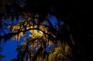 Savannah at Night
