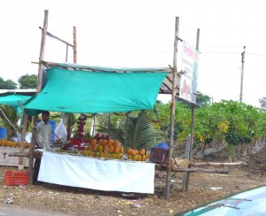 Rural pawpaw stand and trees, Aurangabad-Pune highway, India