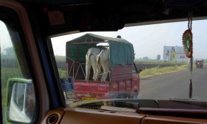 india truck with cattle saree billboard small